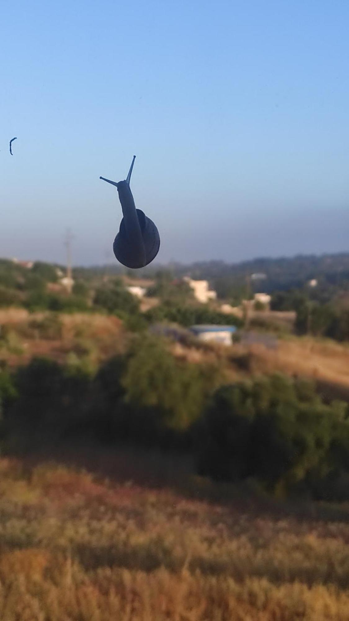 Torrão Nova Quinta Moderna Torramo Em Oliveiras, Campo De Laranjas, Na Nacional 2, Alentejo 13750 M2ヴィラ エクステリア 写真