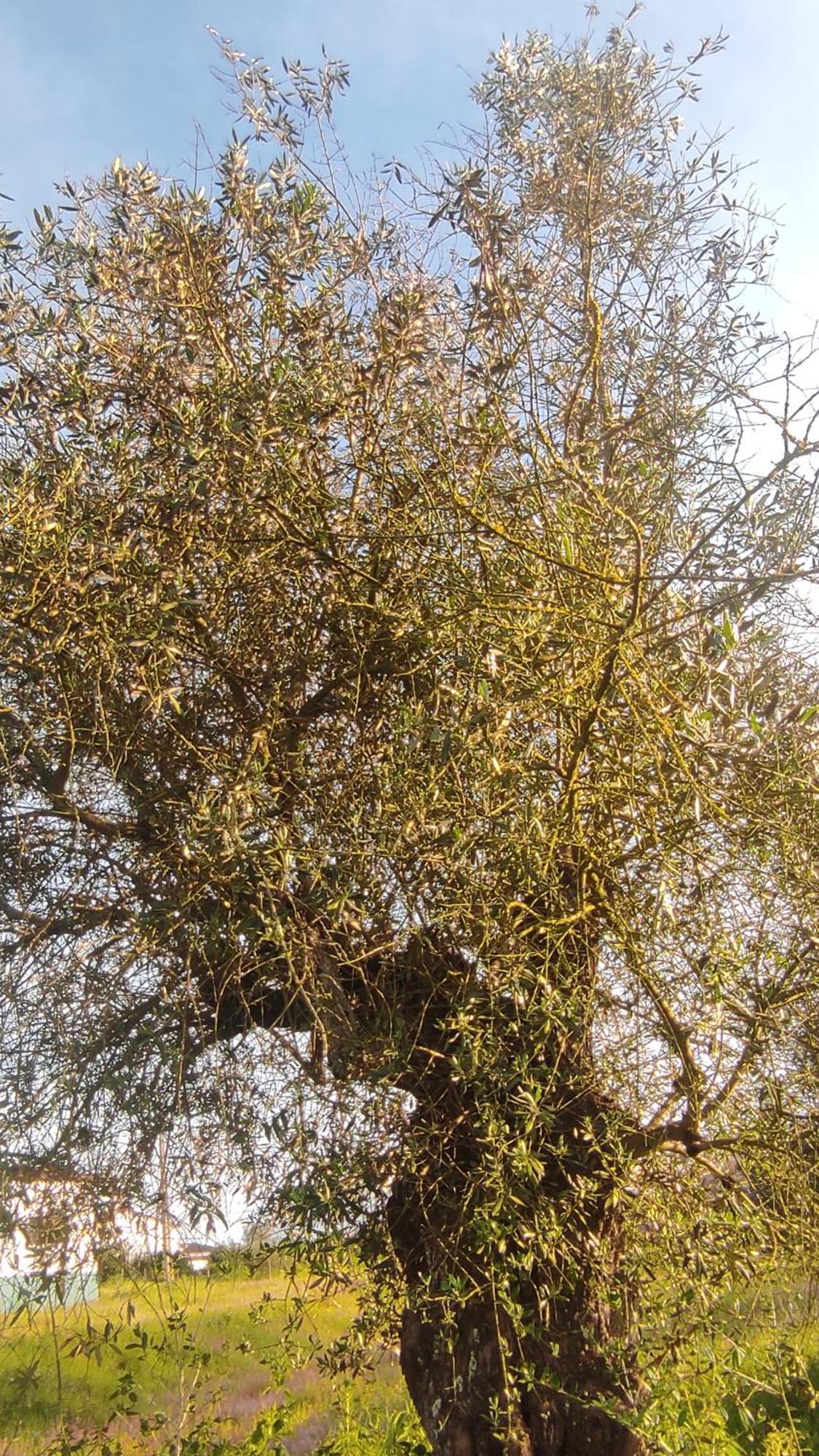 Torrão Nova Quinta Moderna Torramo Em Oliveiras, Campo De Laranjas, Na Nacional 2, Alentejo 13750 M2ヴィラ エクステリア 写真